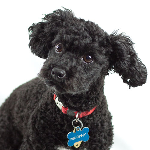 Pet Industry and Pet Product Labels — original United Label example